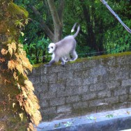 Another entry in the wild animals / pets department... Gray Langur monkeys often visit our front yard. These are the *nice* monkeys, as opposed to the grumpy brown ones.