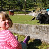 A constant highlight of life here is the every present lifestock / wild animals around us at all times. Luckily the giant horned bulls are docile.